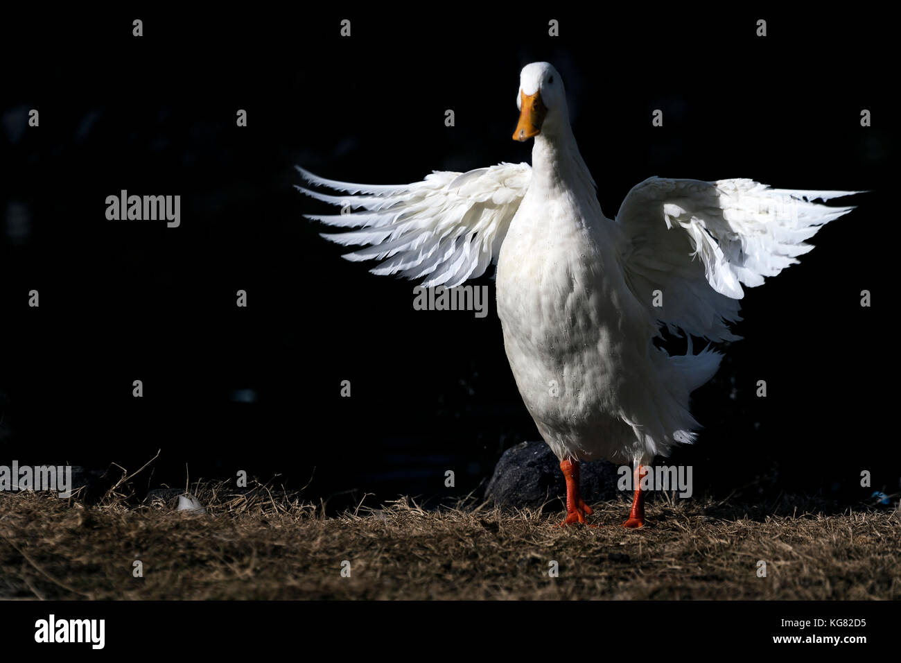 Canard blanc avec ailes ouvertes sur un fond noir. Banque D'Images