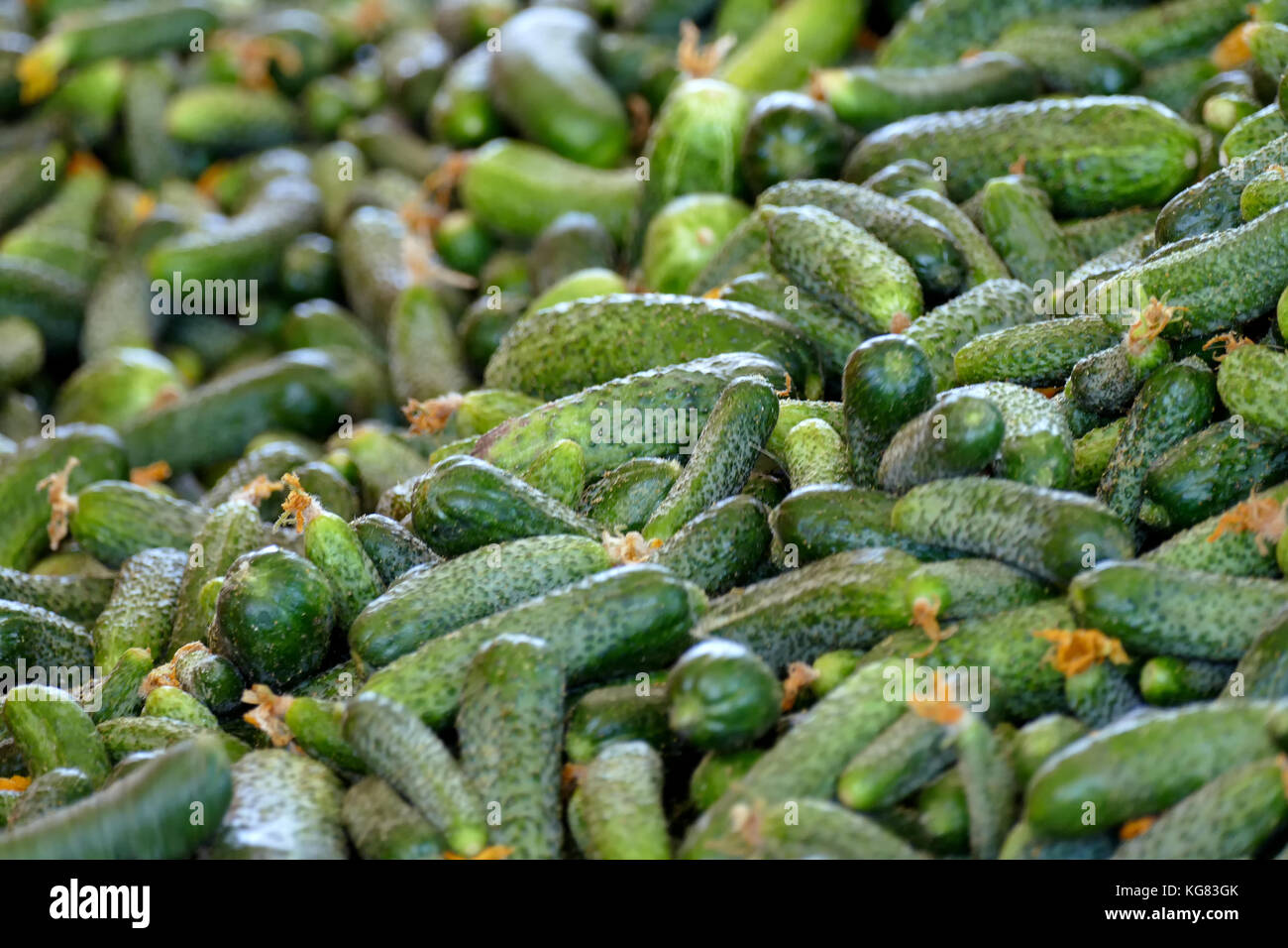 Ligne de production pour l'étalonnage et la transformation de jeunes concombre vert utilisé pour le décapage Banque D'Images