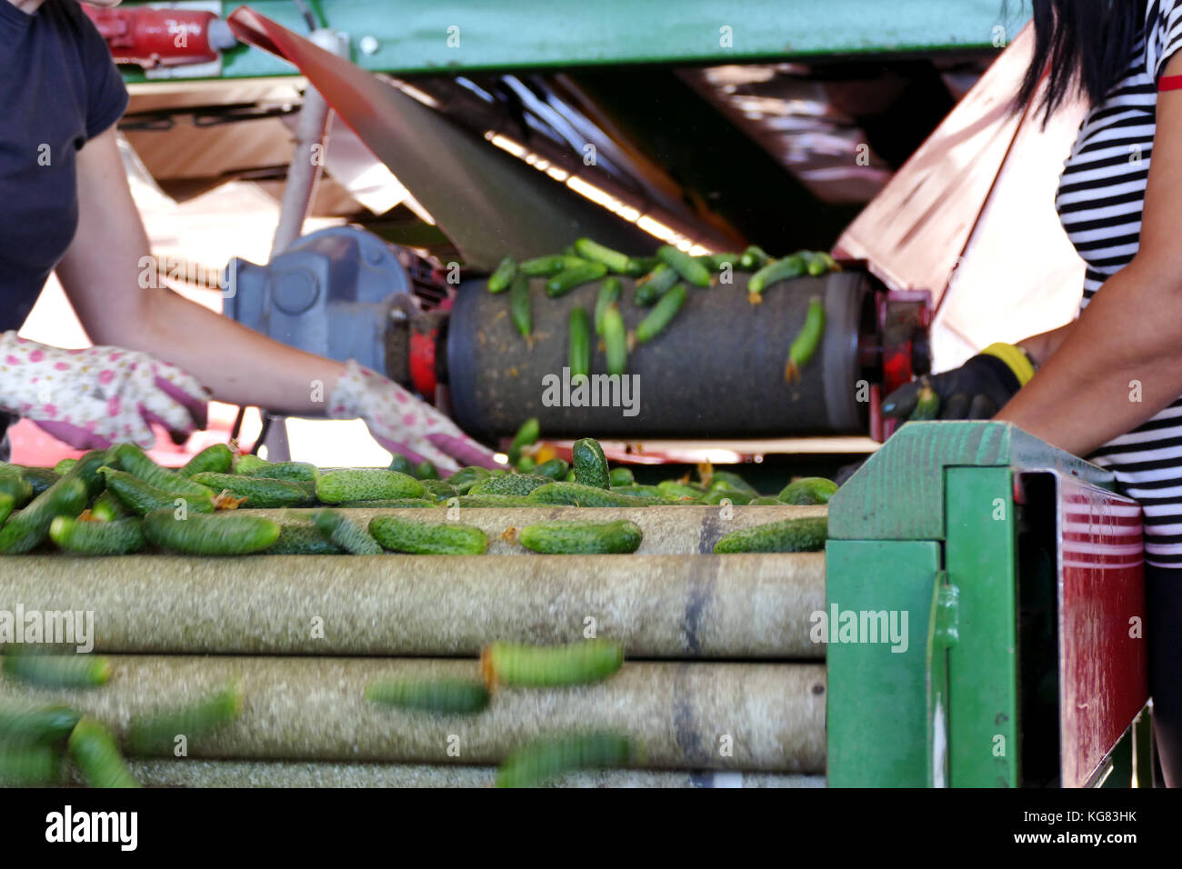 Ligne de production pour l'étalonnage et la transformation de jeunes concombre vert utilisé pour le décapage Banque D'Images