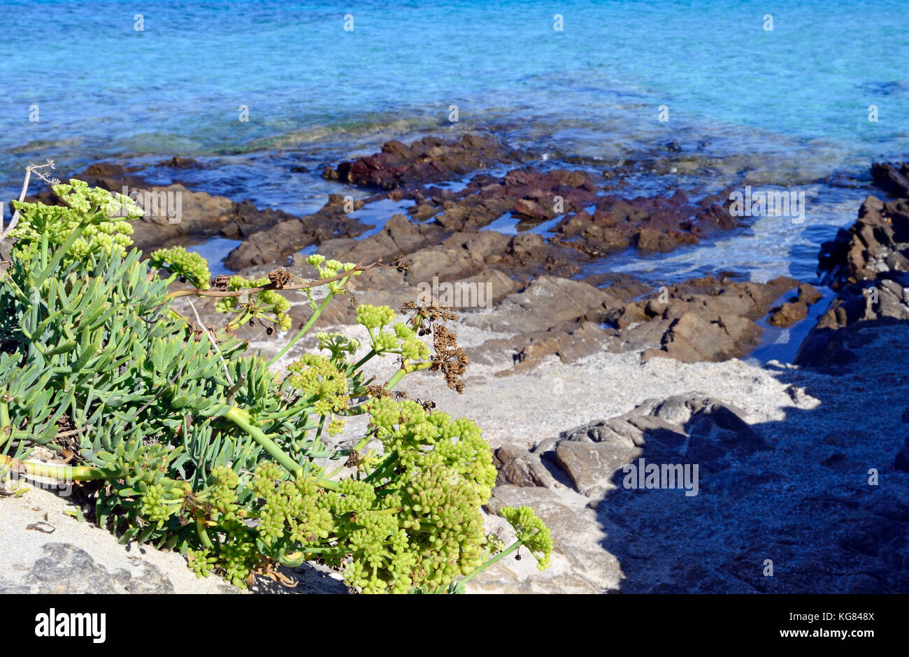 Crithmum maritimum, salicornes, rock samphire, fenouil de mer, dans le sud de l'Europe, Sardaigne, Italie Banque D'Images