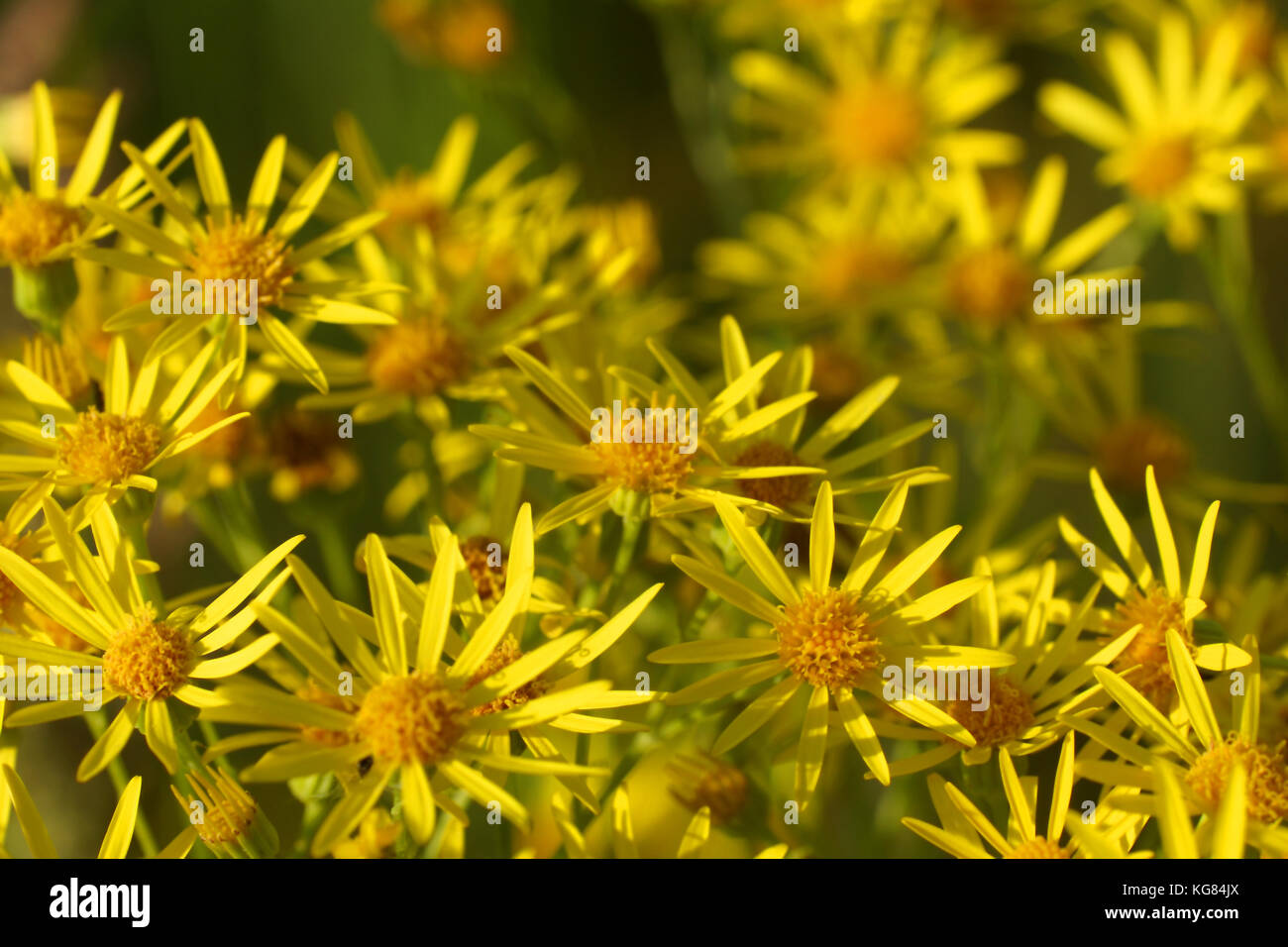Fleurs et l'herbe éclairées par la lumière du soleil chaud de l'été sur un pré, milieux naturels résumé de votre conception, jacobaea séneçon jacobée Banque D'Images