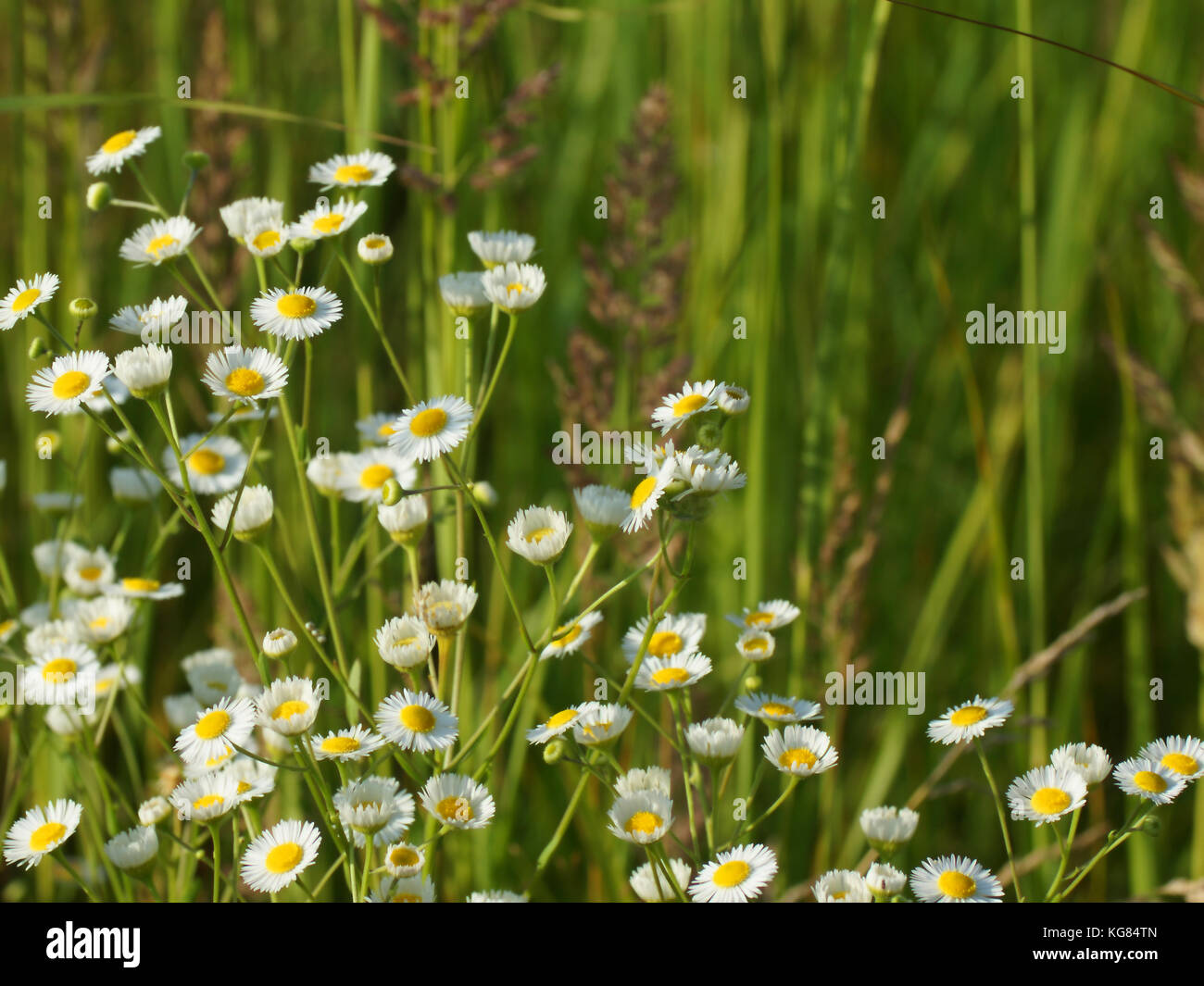 Fleurs et l'herbe éclairées par la lumière du soleil chaud de l'été sur un pré, milieux naturels résumé de votre conception de la camomille meadow Banque D'Images