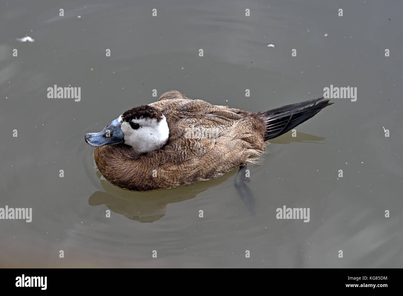 Un mâle (Oxyura leucocephala) sur un lac dans le sud de l'angleterre Banque D'Images