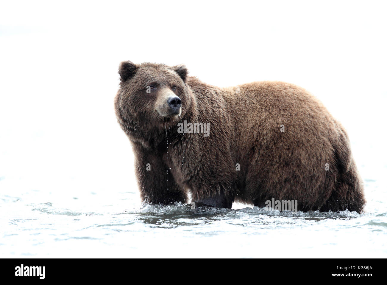 Un regal closeup portrait d'un ours brun, l'alaska ou grizzly, debout dans l'eau de la côte de l'alaska avec un arrière-plan blanc high key. Banque D'Images