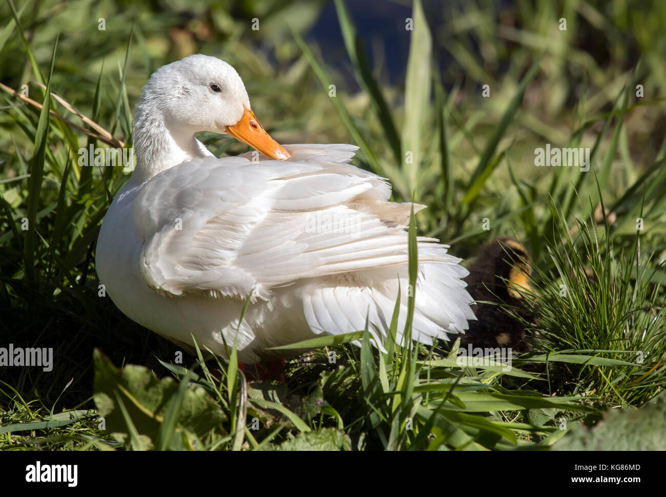 Canard de Pékin, assis sur la berge à côté de la rivière Banque D'Images