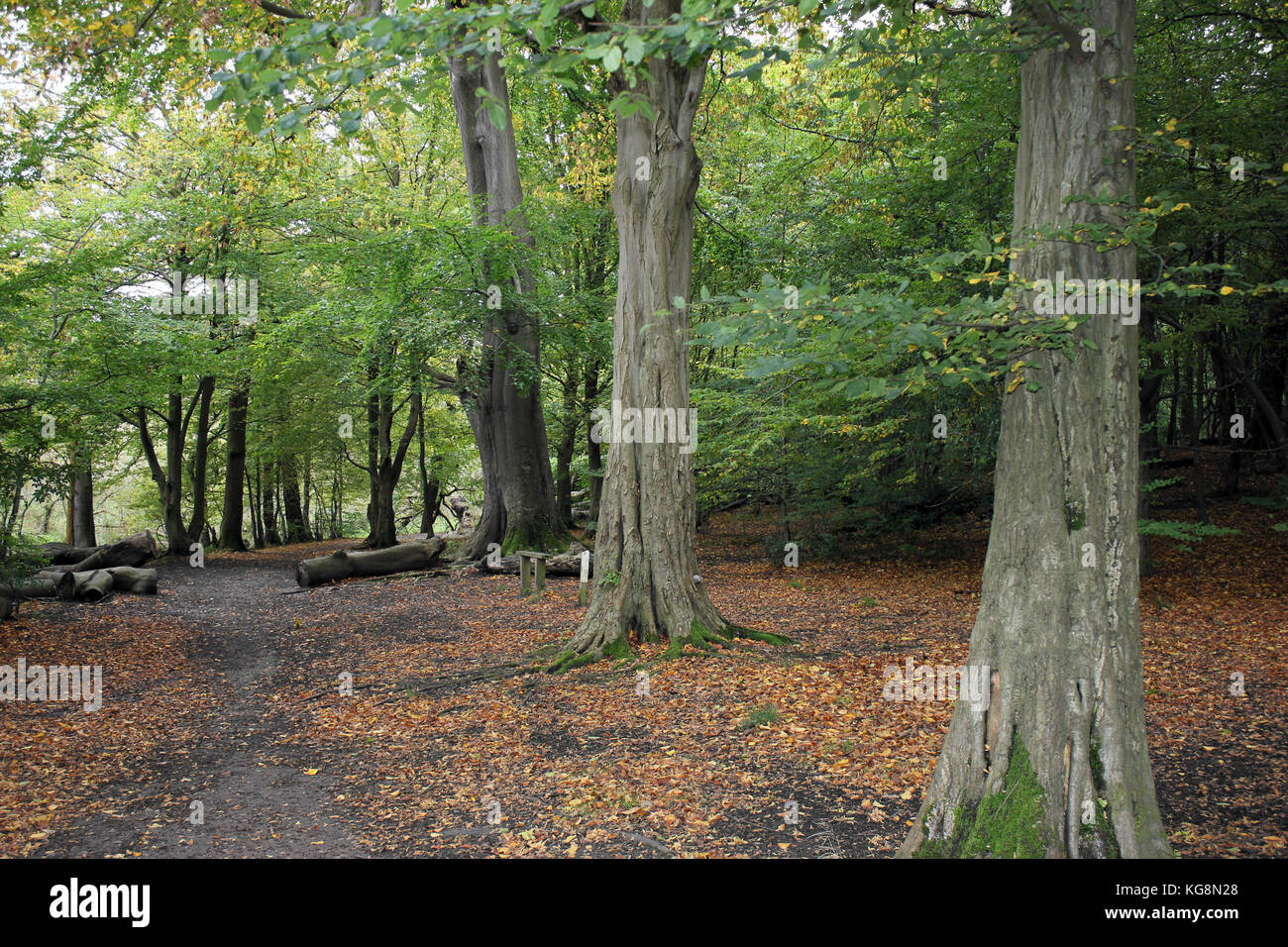 Sentier à travers bois à larges feuilles à Dibbinsdale Nature Reserve, Wirral, UK Banque D'Images