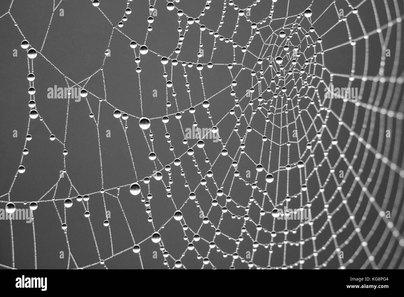 Web spiders couvert de rosée matinale à studley royal, Ripon, North Yorkshire, Angleterre, Royaume-Uni. Banque D'Images