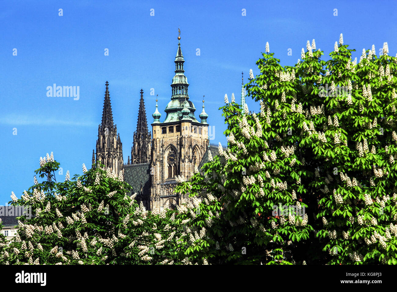 Château de Prague printemps, tours de la cathédrale châtaignier à cheval floraison, République Tchèque, Europe vue Aesculus hippocastanum Banque D'Images
