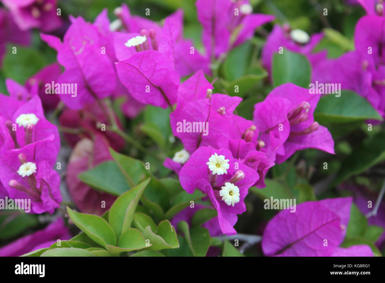 Close-up of purple fleurs de bougainvilliers, Varadero, Cuba Banque D'Images