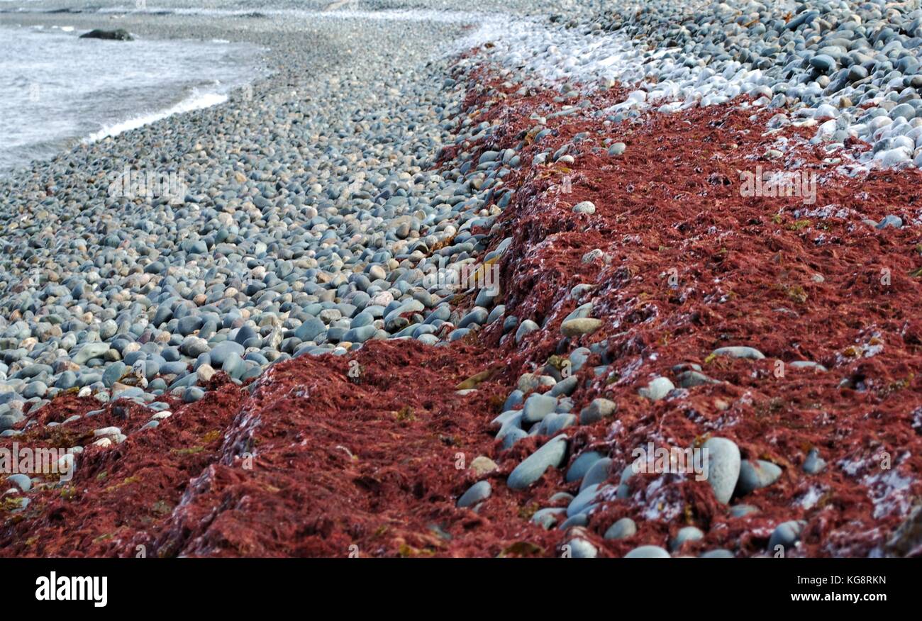 Givre sur l'algue rouge couvrant la plage, Foxtrap, Conception Bay South, à Terre-Neuve-Labrador, Canada. Banque D'Images