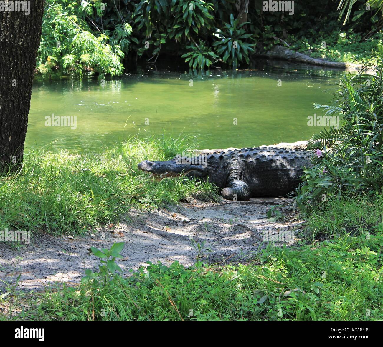 Le soleil lui-même alligator à côté d'un étang, Busch Gardens, Tampa Bay, Tampa, Florida, USA. Banque D'Images