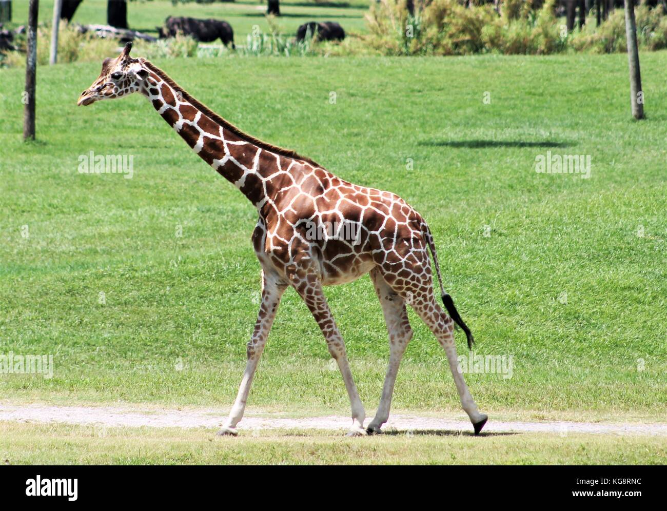 Une girafe promenades le long d'un chemin bien usé dans un champ, Busch Gardens, Tampa Bay, Tampa, Florida, USA Banque D'Images