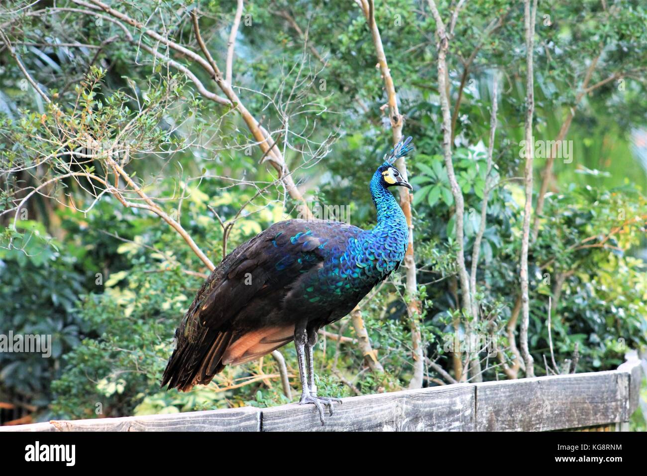Un paon se dresse au sommet d'une clôture en bois, à Busch Gardens, Tampa Bay, Tampa, Florida, USA Banque D'Images