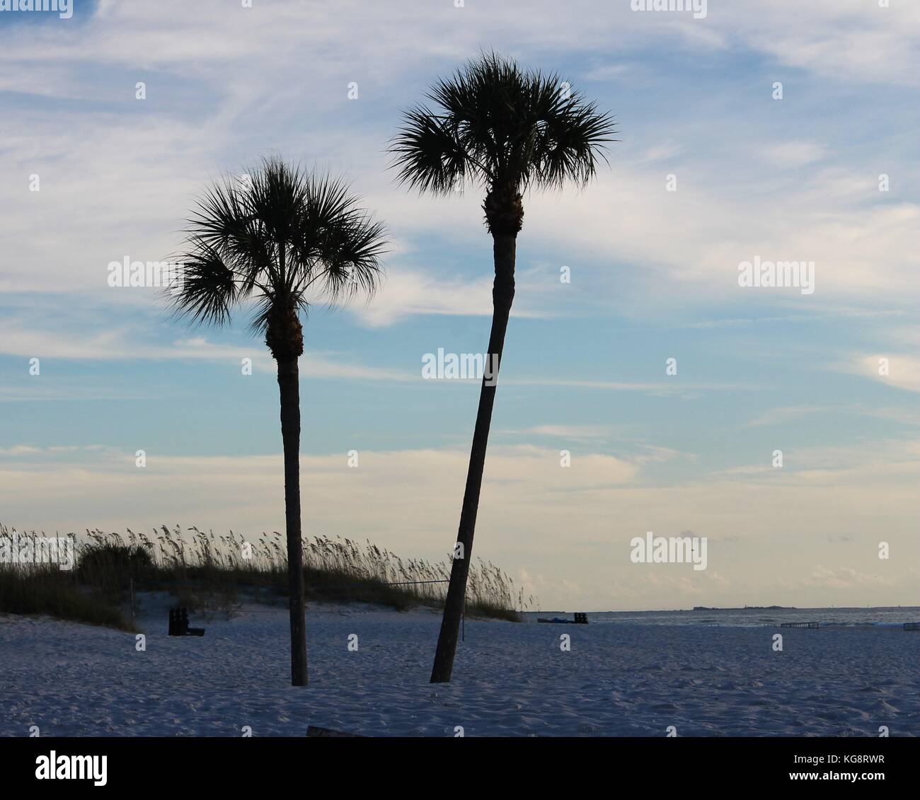 Deux palmiers sur la plage, Saint Pete Beach, Florida, USA Banque D'Images