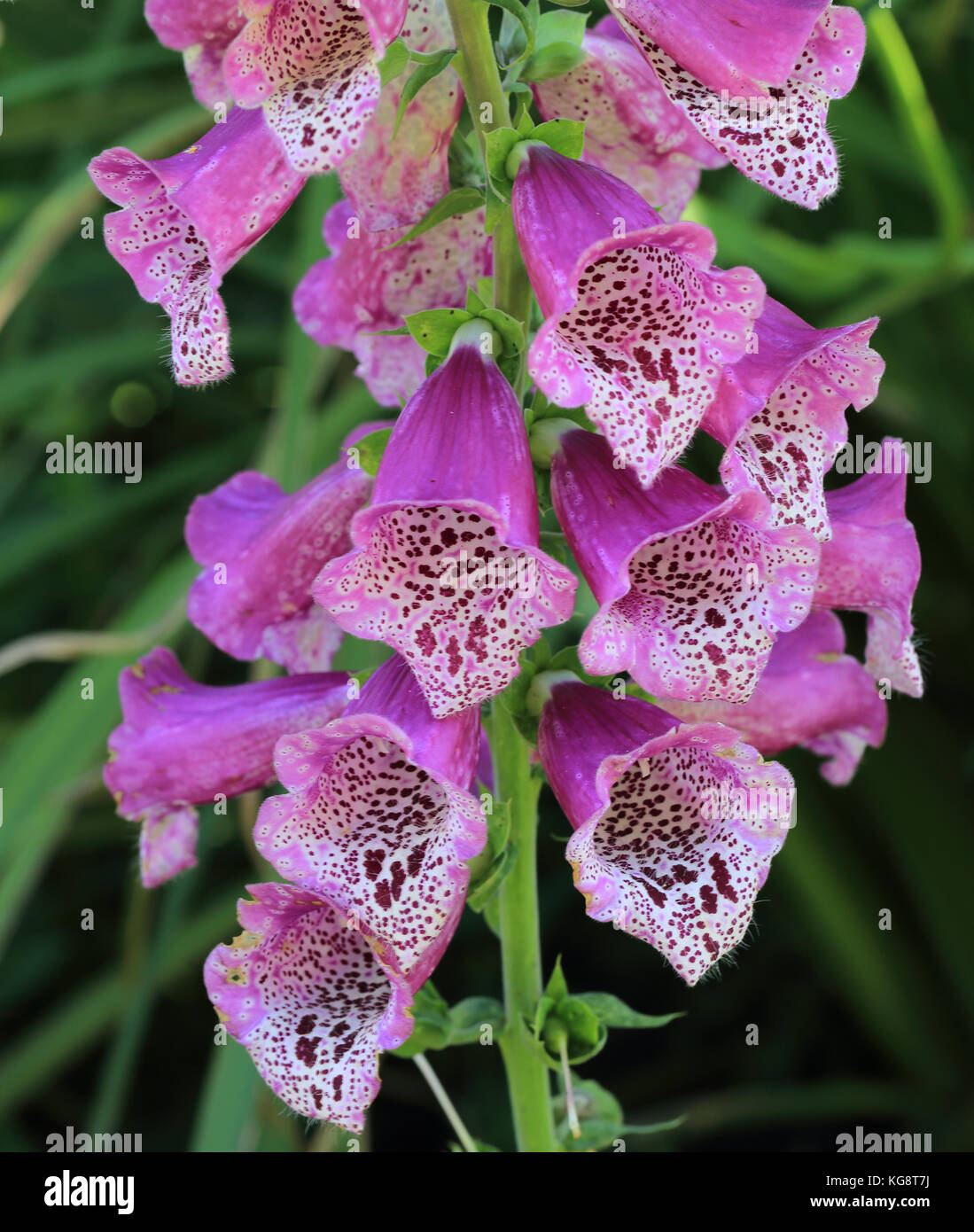 Gros plan sur les fleurs de la digitale, morrab jardin subtropical, Penzance, Cornwall, England, UK. Banque D'Images