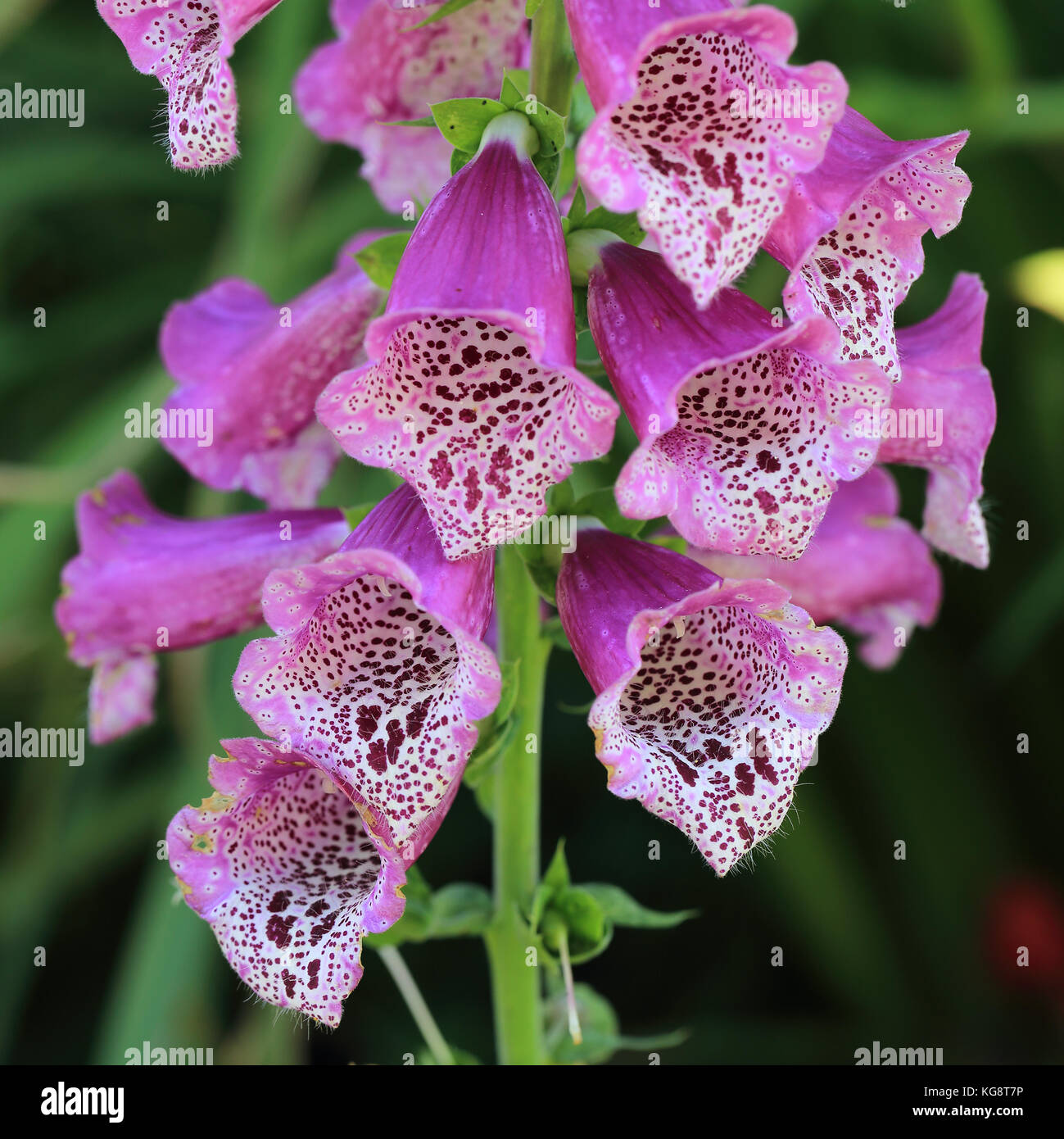 Gros plan sur les fleurs de la digitale, morrab jardin subtropical, Penzance, Cornwall, England, UK. Banque D'Images