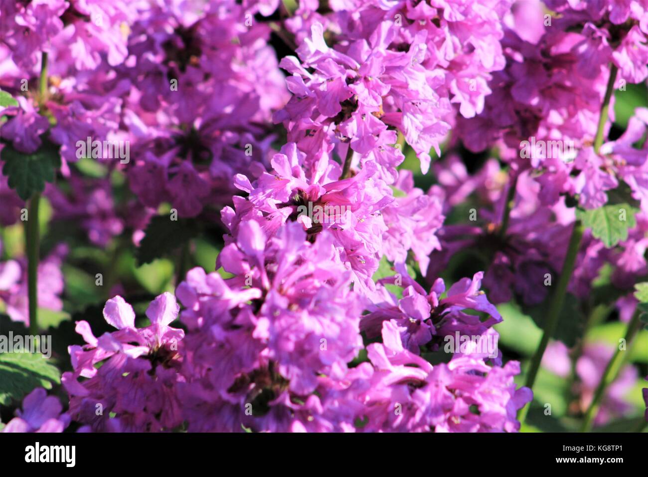 Close up de l'Anémie Fern en pleine floraison. Banque D'Images