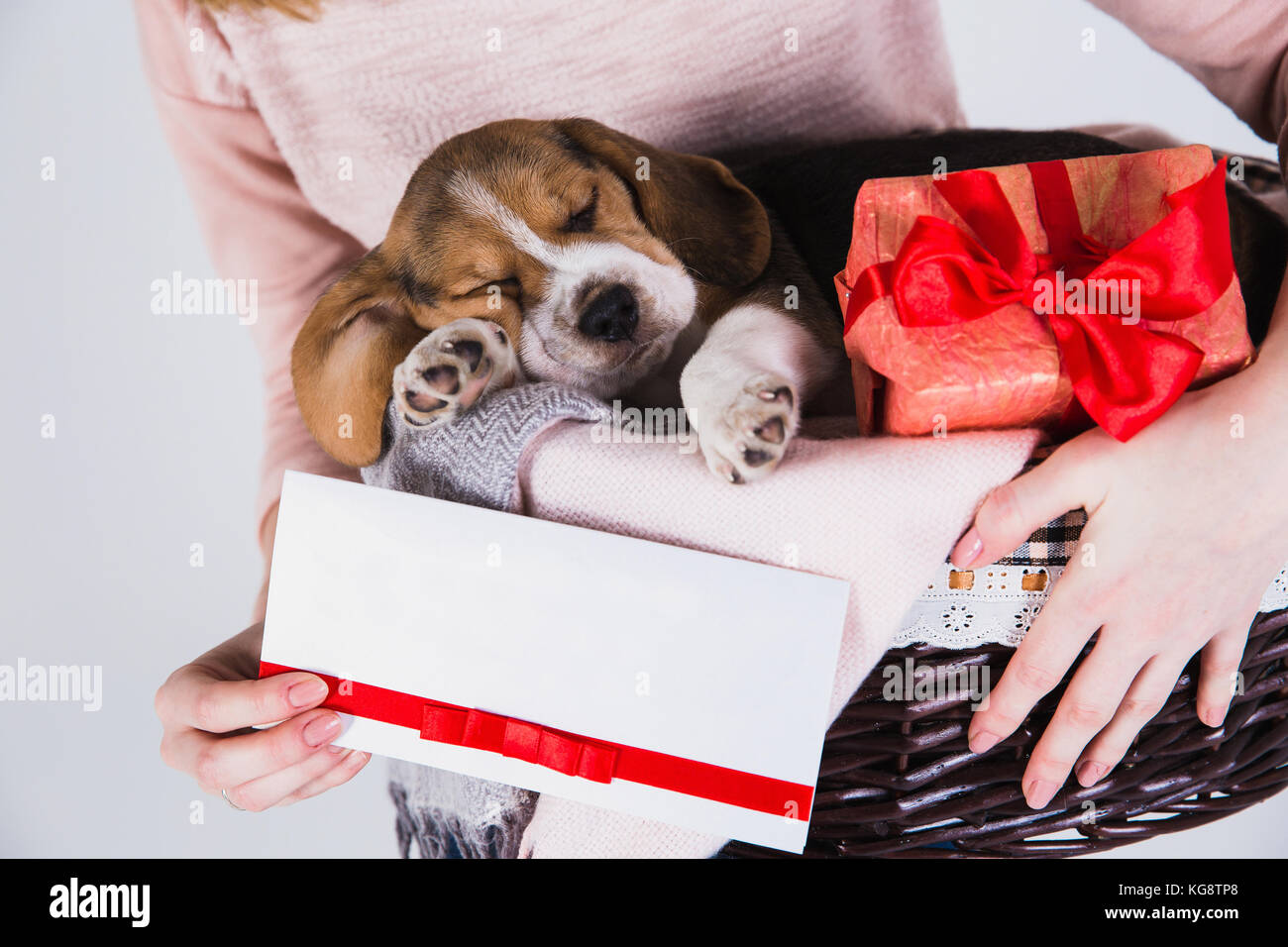 Chiots beagle dormir dans le panier. Femme tenant un panier avec son chiot et boîte-cadeau avec arc rouge. plateau vide dans la main. Banque D'Images