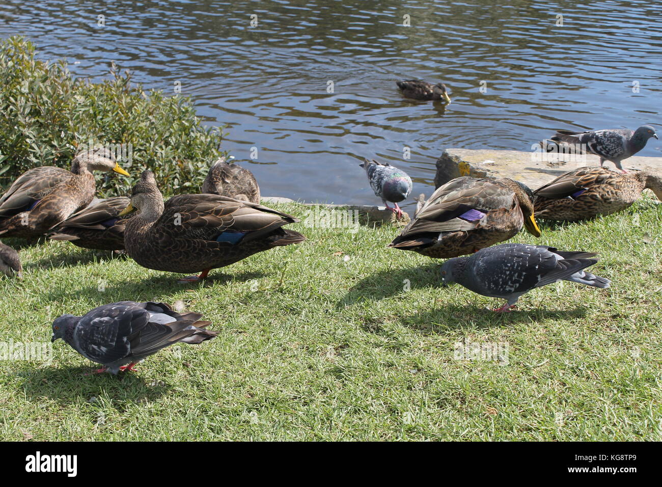 Les canards et les pigeons côté étang, Dead Man's Pond, Signal Hill, St John's, Terre-Neuve. Banque D'Images