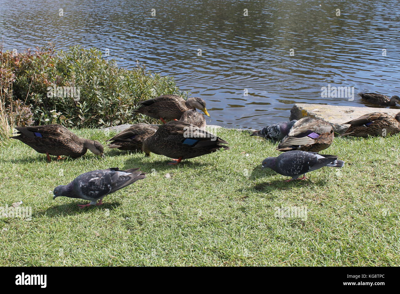 Les canards et les pigeons côté étang, Dead Man's Pond, Signal Hill, St John's, Terre-Neuve. Banque D'Images