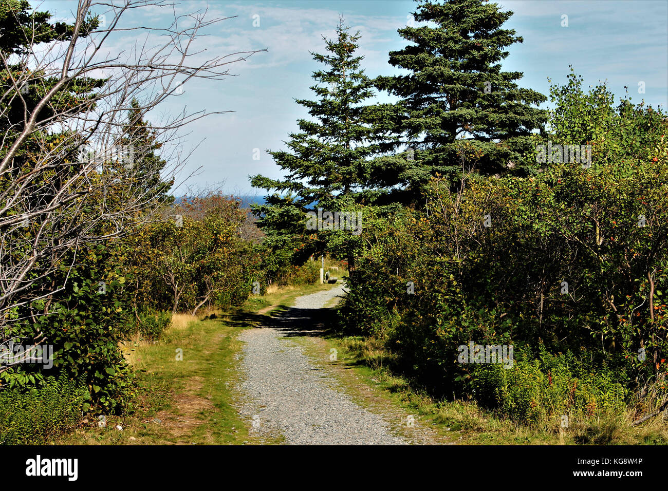 Sentier de randonnée bordé d'arbres, Signal Hill, st. john's, Terre-Neuve, l'océan Atlantique est visible au loin. Banque D'Images
