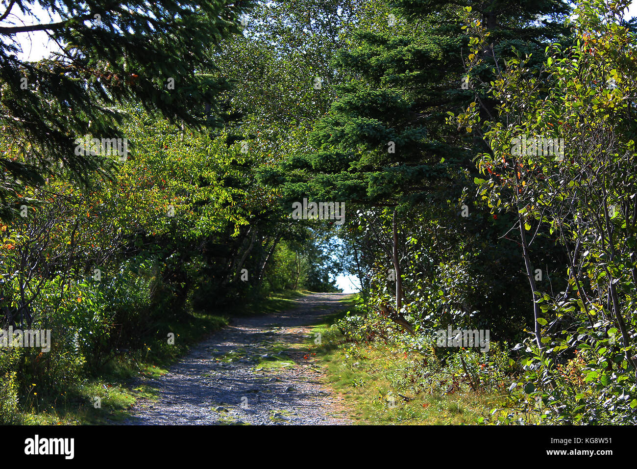 Sentier de randonnée bordé d'arbres, Signal Hill, st. john's, Terre-Neuve et Labrador Banque D'Images