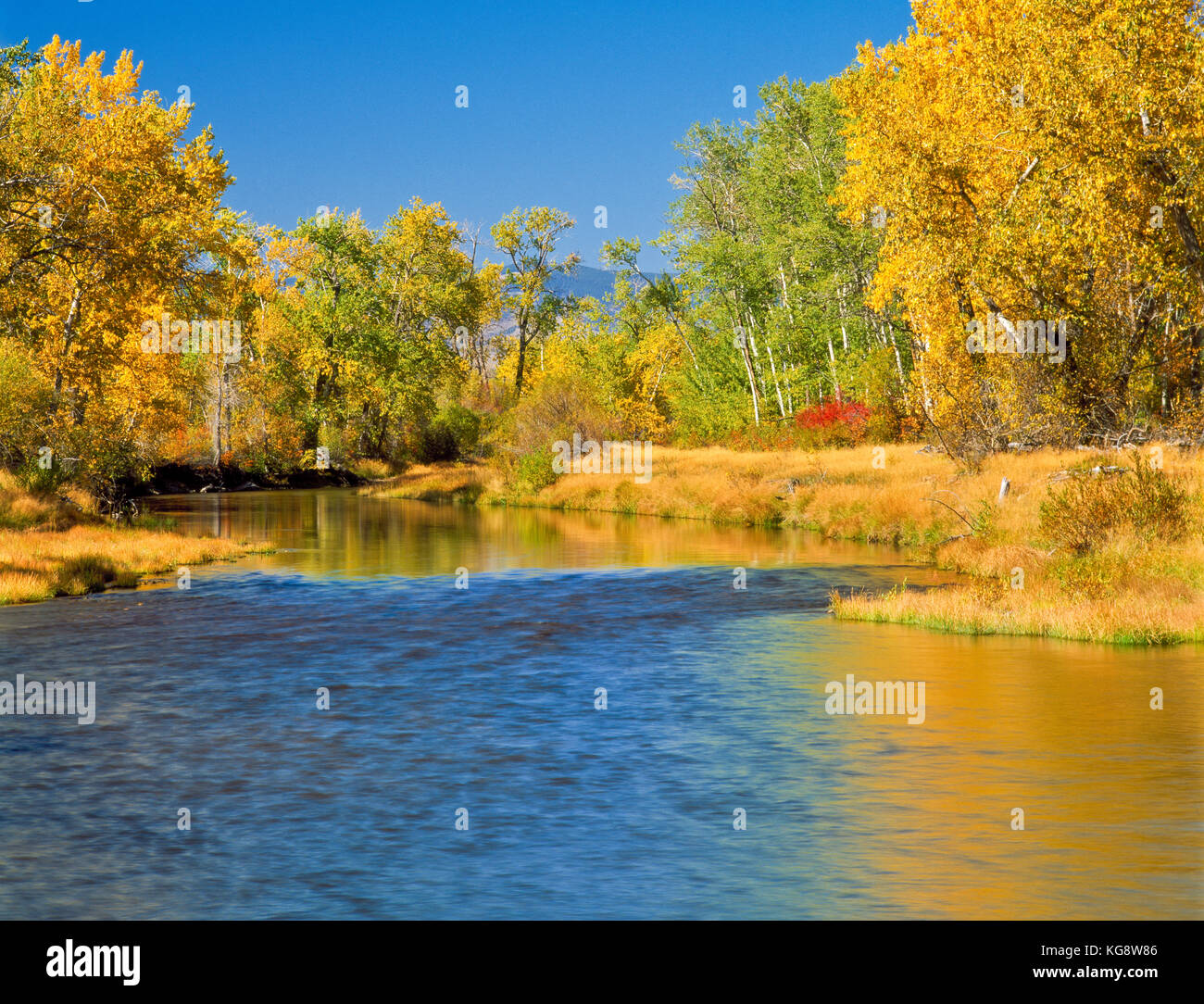 Couleurs d'automne le long de la rivière près de Boulder Boulder, Montana Banque D'Images