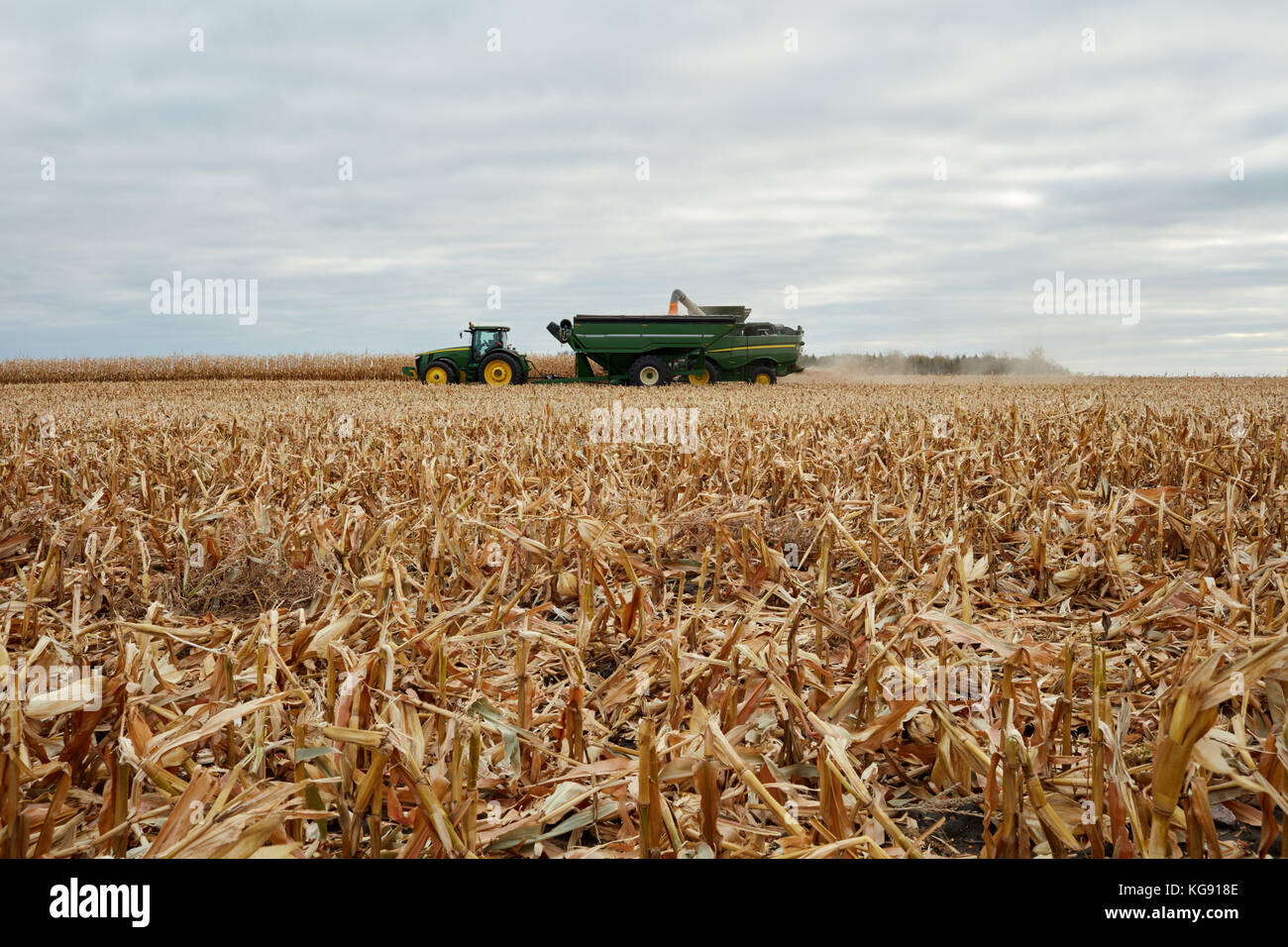 Moissonneuse-batteuse, un tracteur de remplissage et de la remorque qu'il décharge le maïs fraîchement récoltées dans un vaste champ de maïs Banque D'Images