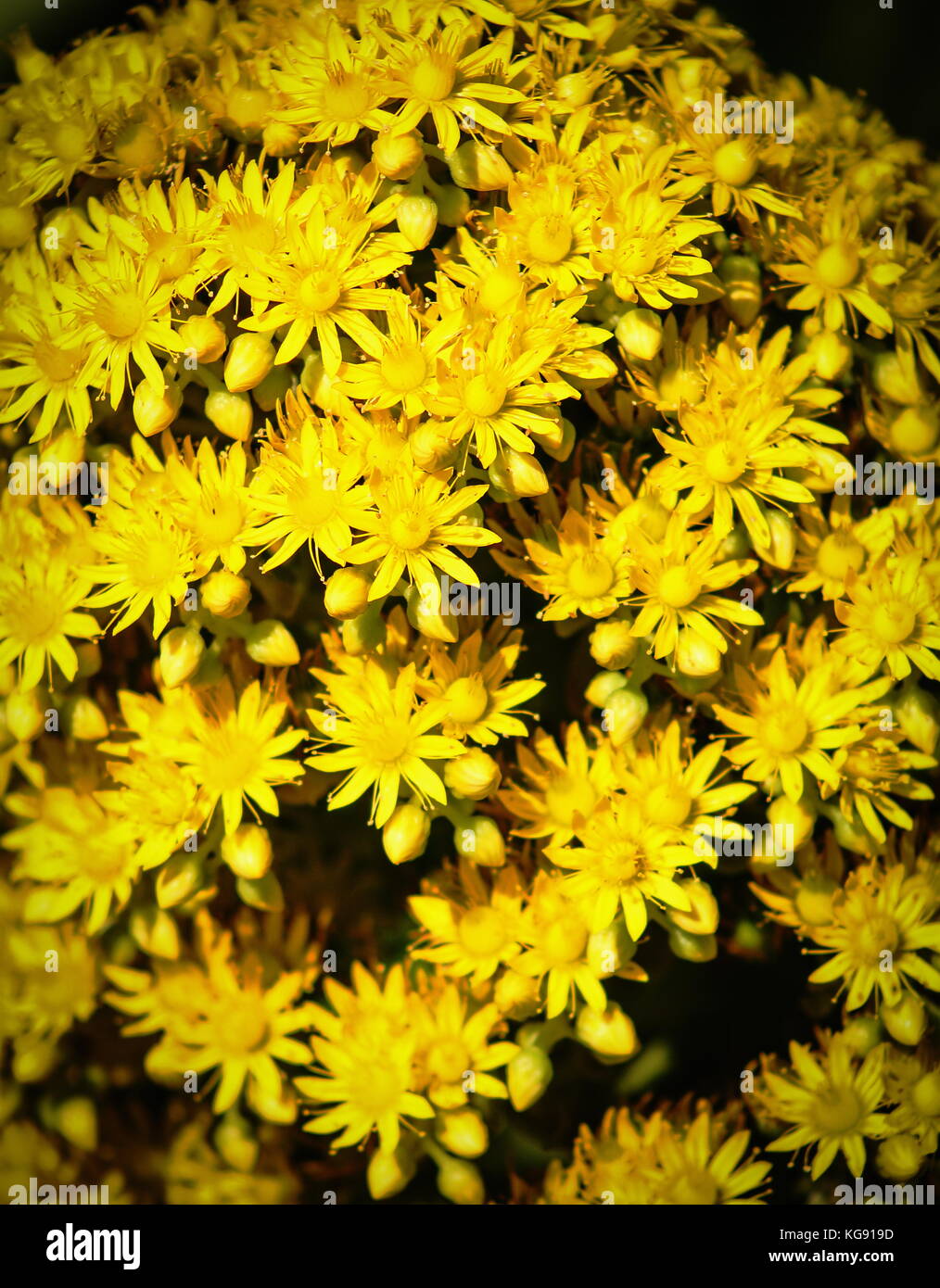 Close up image de fleurs jaune vif aeonium undulatum. aeonium undulatum est un succulent, à feuilles persistantes de la famille des crassulaceae. Banque D'Images