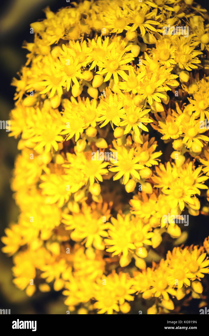 Close up image de fleurs jaune vif aeonium undulatum. aeonium undulatum est un succulent, à feuilles persistantes de la famille des crassulaceae. Banque D'Images