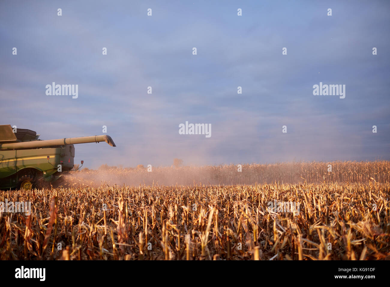 La récolte du maïs moissonneuse-batteuse au coucher du soleil avec un angle bas vue de l'extrémité arrière et le bras sur des chaumes coupés Banque D'Images