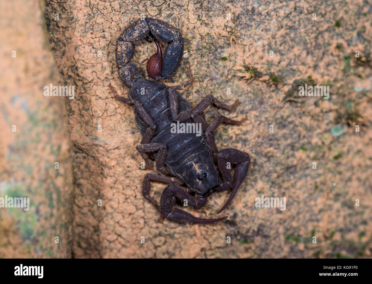 Un scorpion noir sur un tronc d'arbre. Madagascar, Afrique. Banque D'Images