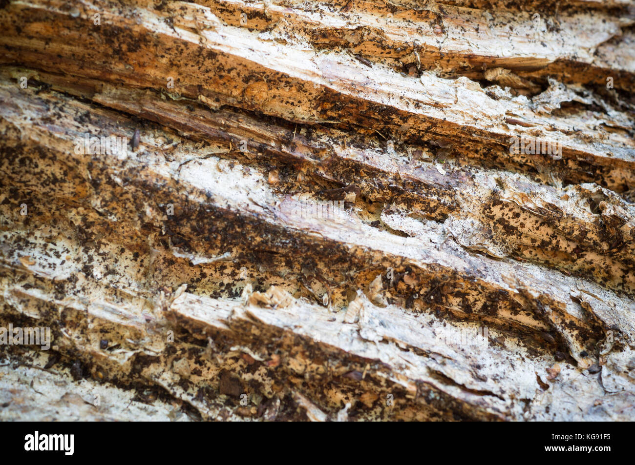 Détail texture rugueuse du bois tombé pour l'arrière plan. surface, abstract, arrière-plan. Banque D'Images