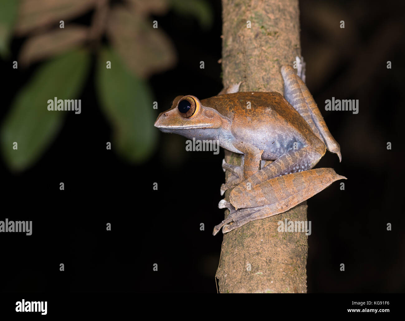 Un blanc aux yeux bleus brillants à lèvres noires (boophis albilabris grenouille) sur une branche d'arbre. Madagascar, Afrique. Banque D'Images