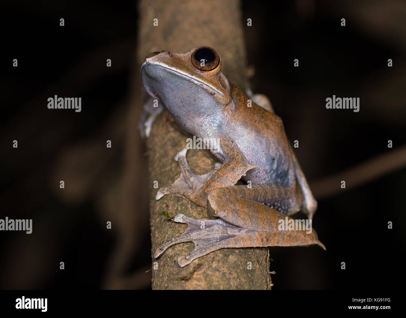 Un blanc aux yeux bleus brillants à lèvres noires (boophis albilabris grenouille) sur une branche d'arbre. Madagascar, Afrique. Banque D'Images