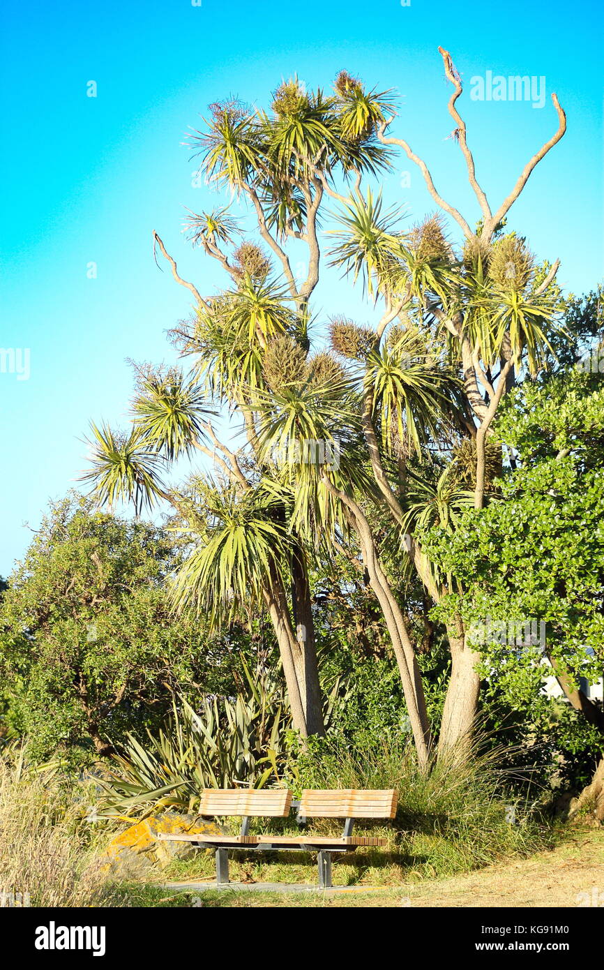 Le banc d'un parc à l'usage du public en dessous d'un grand arbre indigène de la Nouvelle-Zélande cordyline australis (chou) Banque D'Images