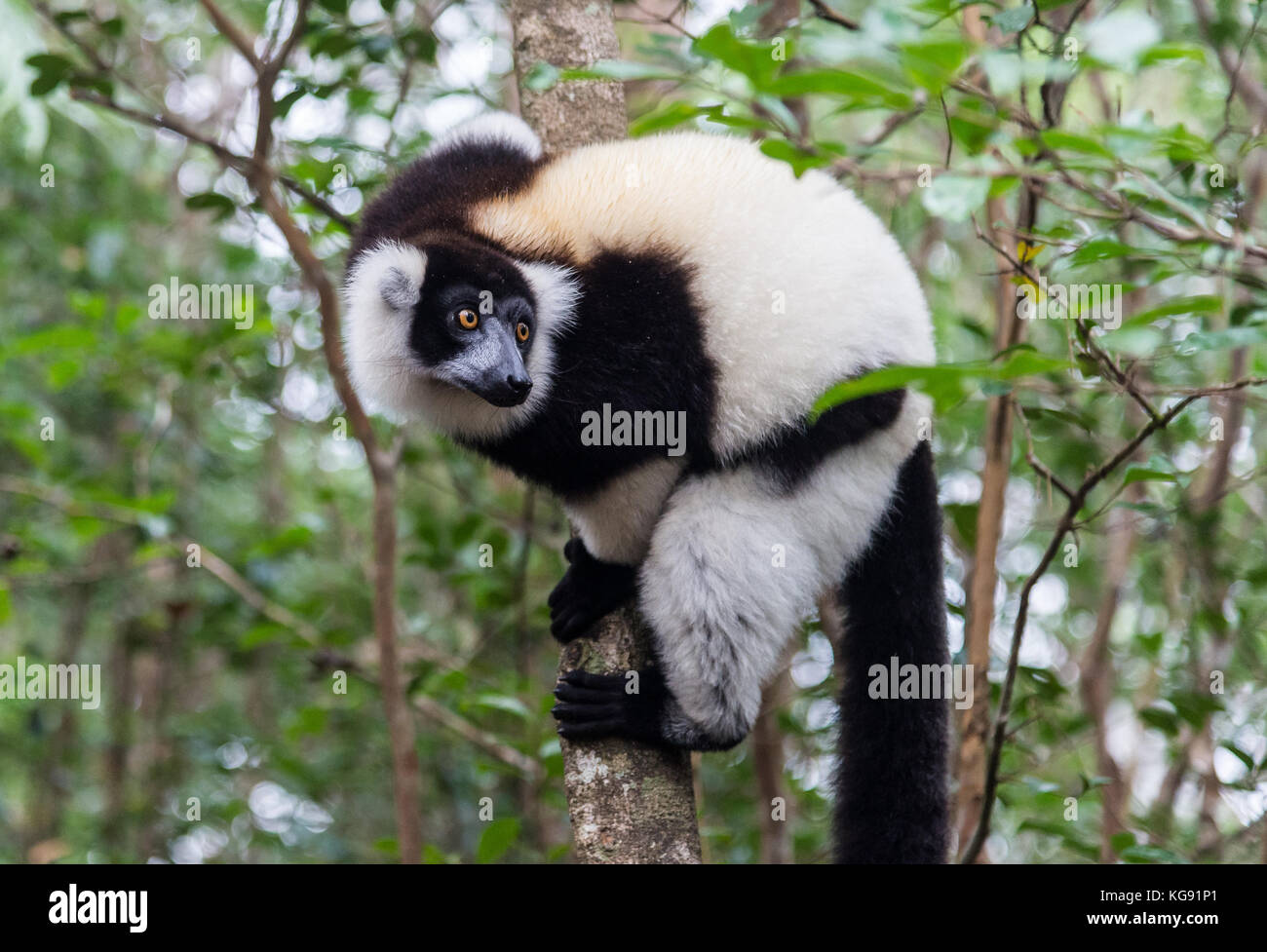 Un noir et blanc de la gélinotte lemur (le varecia variegata) sur un arbre. Madagascar, Afrique. Banque D'Images