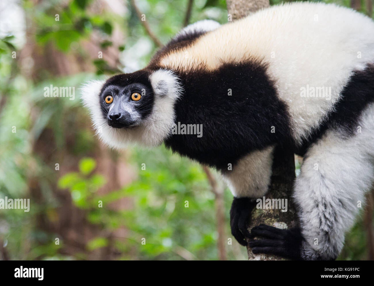 Un noir et blanc de la gélinotte lemur (le varecia variegata) sur un arbre. Madagascar, Afrique. Banque D'Images