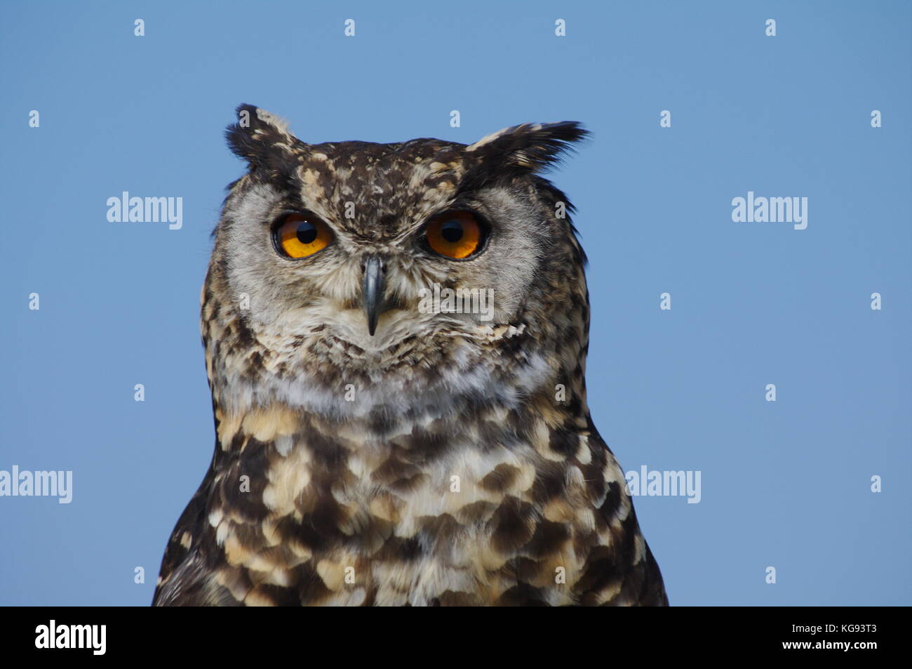 Cape eagle owl Banque D'Images