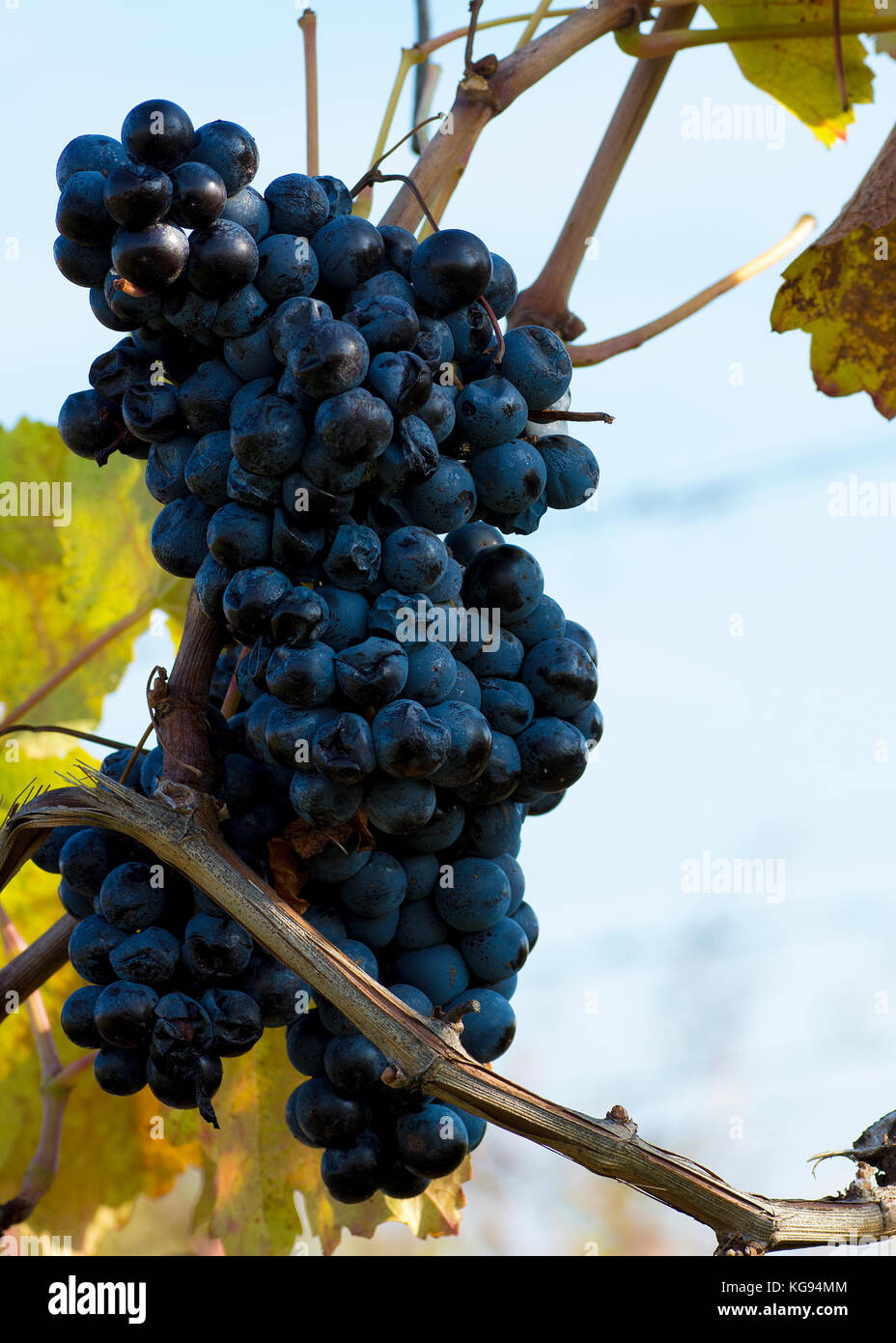 Vue rapprochée de la vigne raisin dans vintage automne après la récolte, le mûrissement sur le vin de glace - sur une journée ensoleillée Banque D'Images