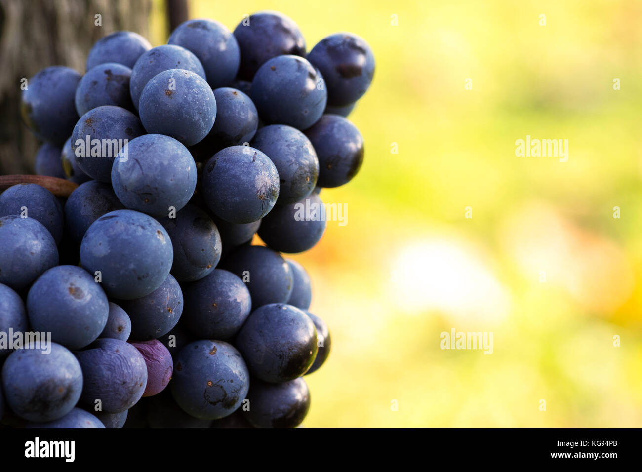 Vue rapprochée de la vigne raisin dans vintage automne après la récolte, le mûrissement sur le vin de glace - sur une journée ensoleillée Banque D'Images