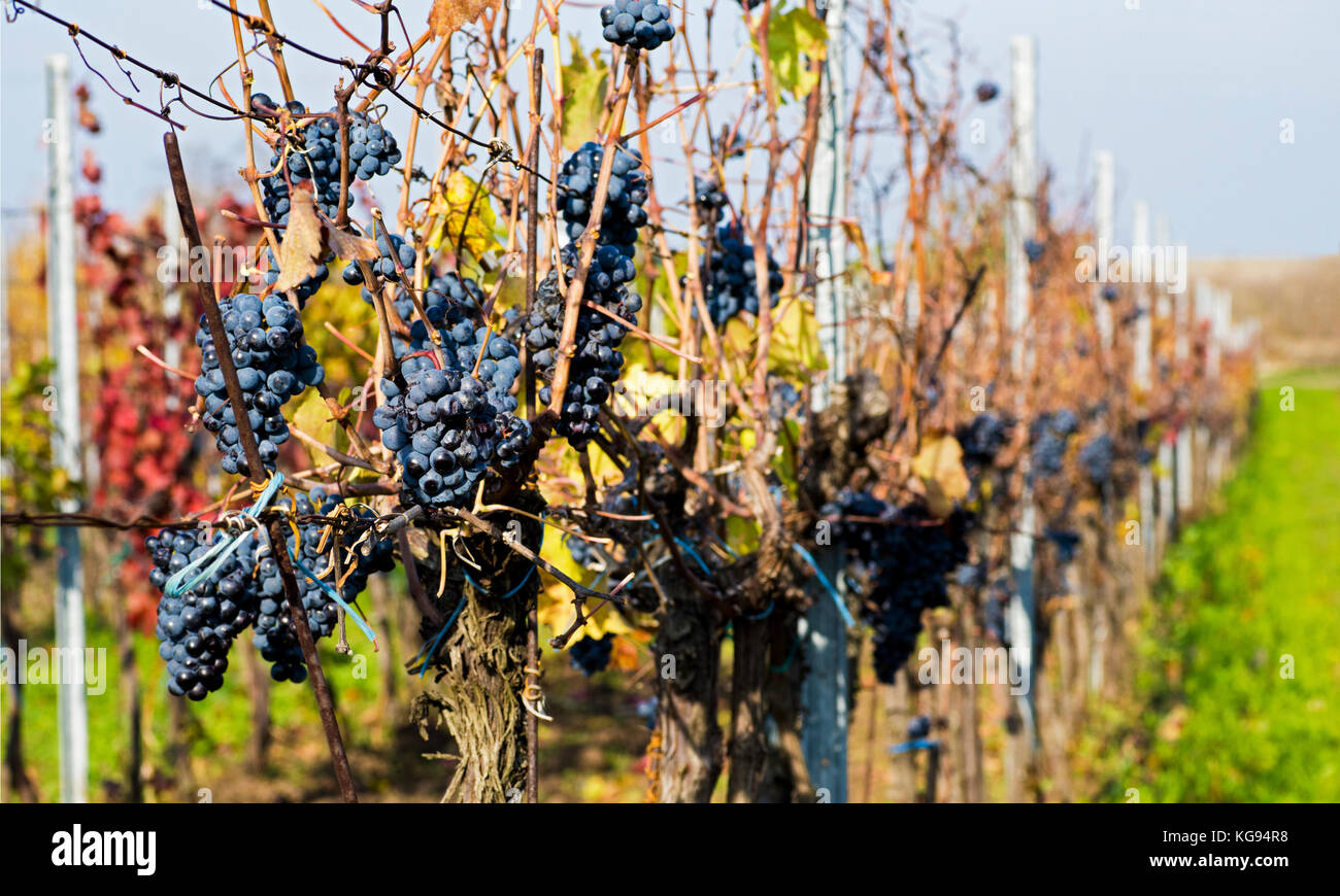Vue rapprochée de la vigne raisin dans vintage automne après la récolte, le mûrissement sur le vin de glace - sur une journée ensoleillée Banque D'Images