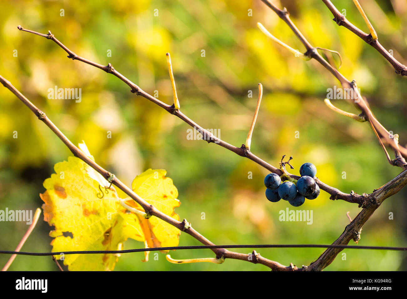 Vue rapprochée de la vigne raisin dans vintage automne après la récolte, le mûrissement sur le vin de glace - sur une journée ensoleillée Banque D'Images
