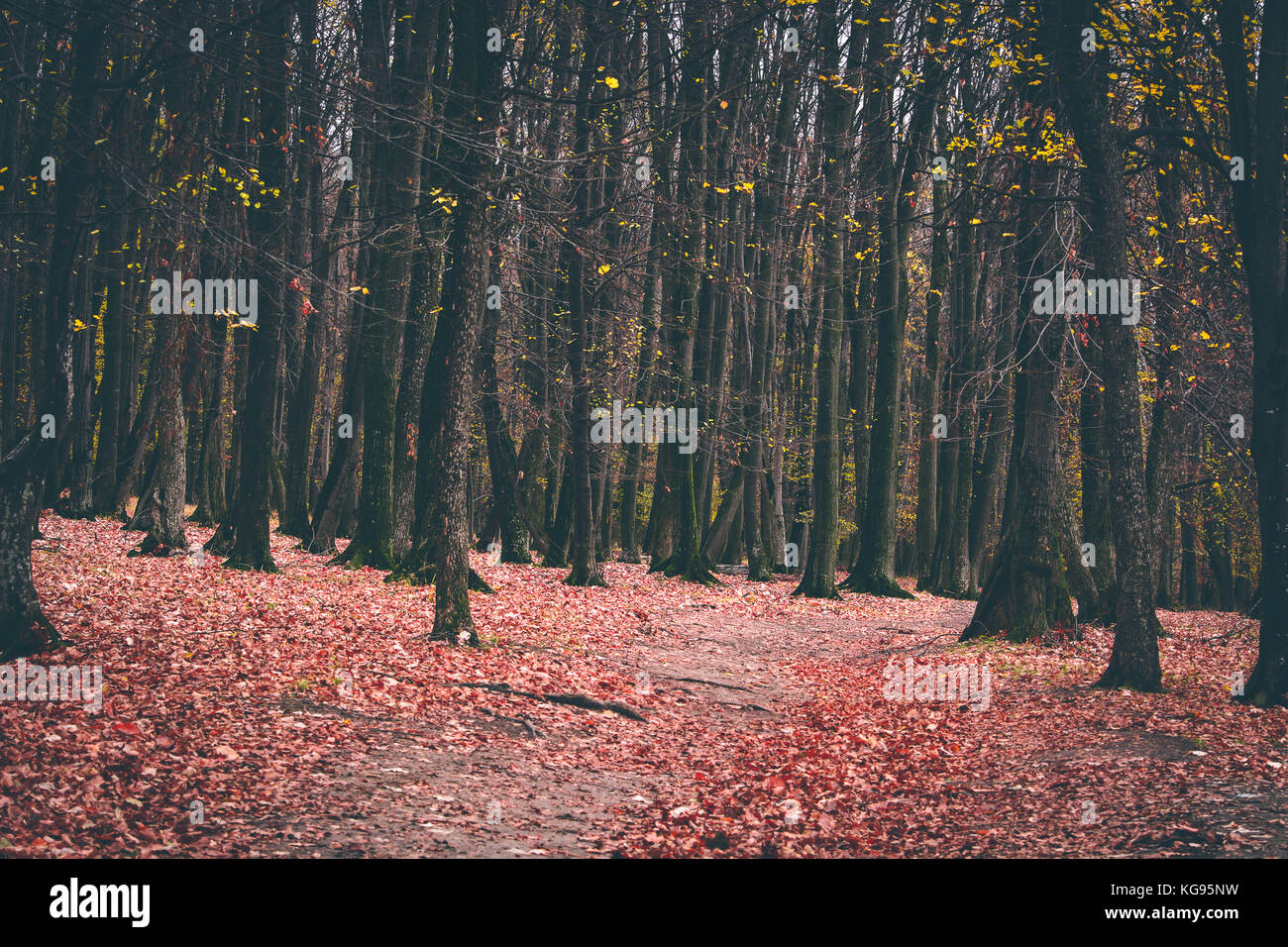 Forrest automne feuilles rouges et jaunes sur le terrain. Brown et arbres sombres Banque D'Images