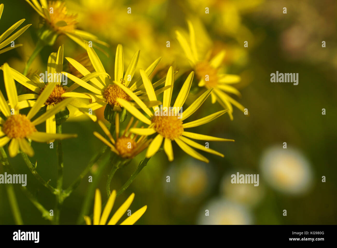 Fleurs et l'herbe éclairées par la lumière du soleil chaud de l'été sur un pré, milieux naturels résumé de votre conception, jacobaea séneçon jacobée Banque D'Images