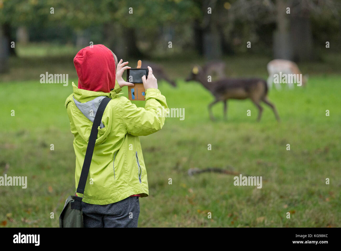 Garçon à faire des photos de daim (Dama dama) au Phoenix Park, Dublin, Irlande Banque D'Images