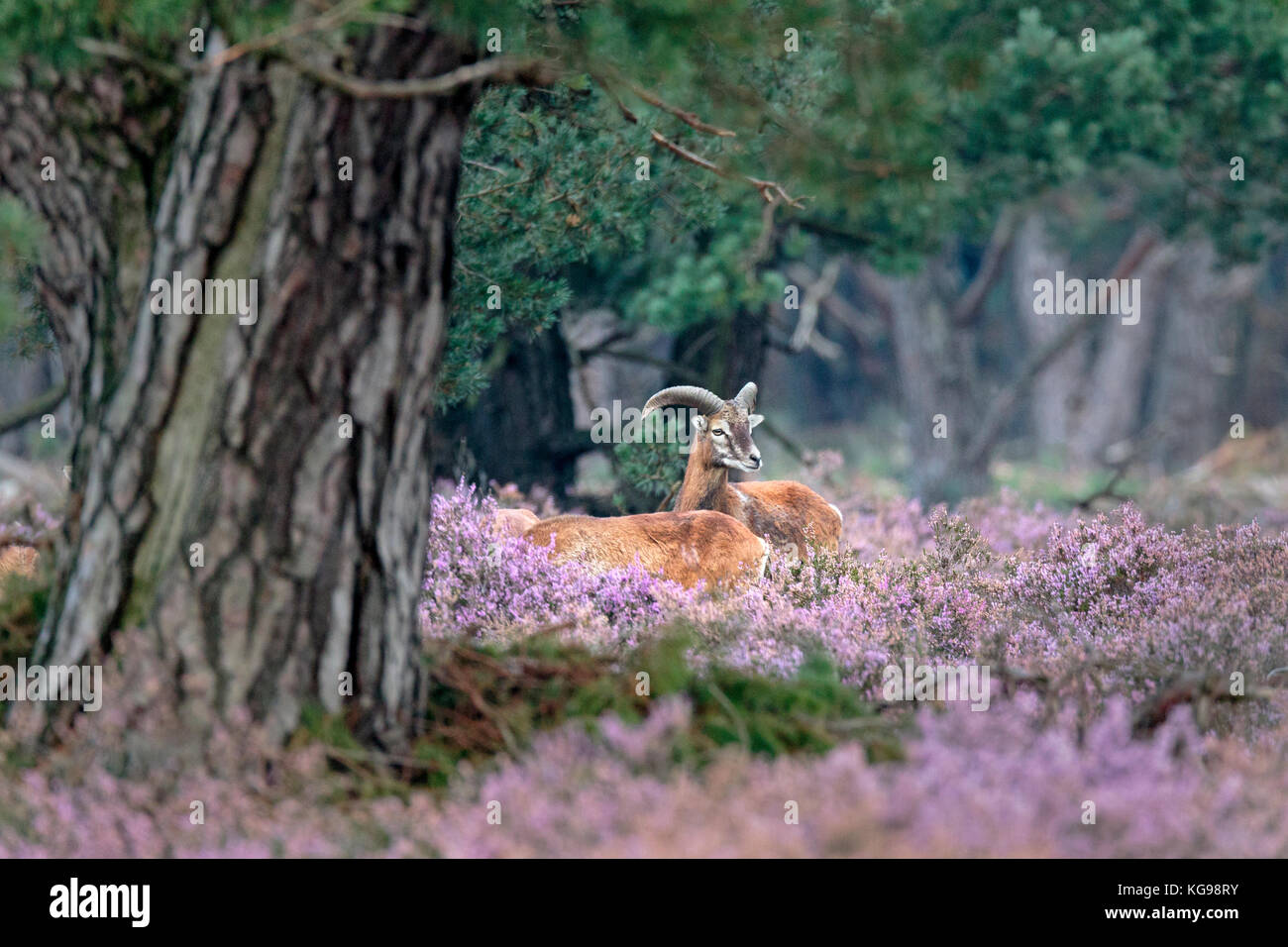 Mouflon européen (Ovis orientalis musimon) Le parc national De Hoge Veluwe, Gueldre, Pays-Bas, Europe Banque D'Images