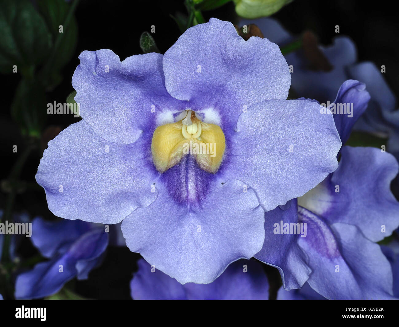 Les quatre saisons (Orchidées Cymbidium ensifolium fleur) Banque D'Images