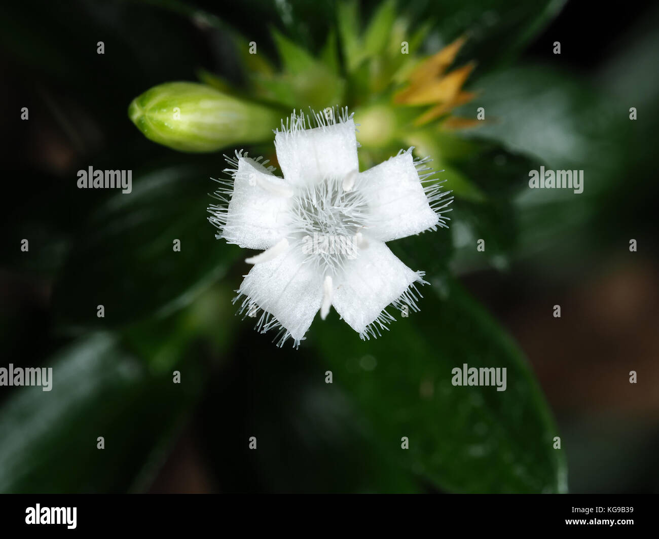 Petit snowrose Serissa japonica (fleur), environ 6mm Banque D'Images