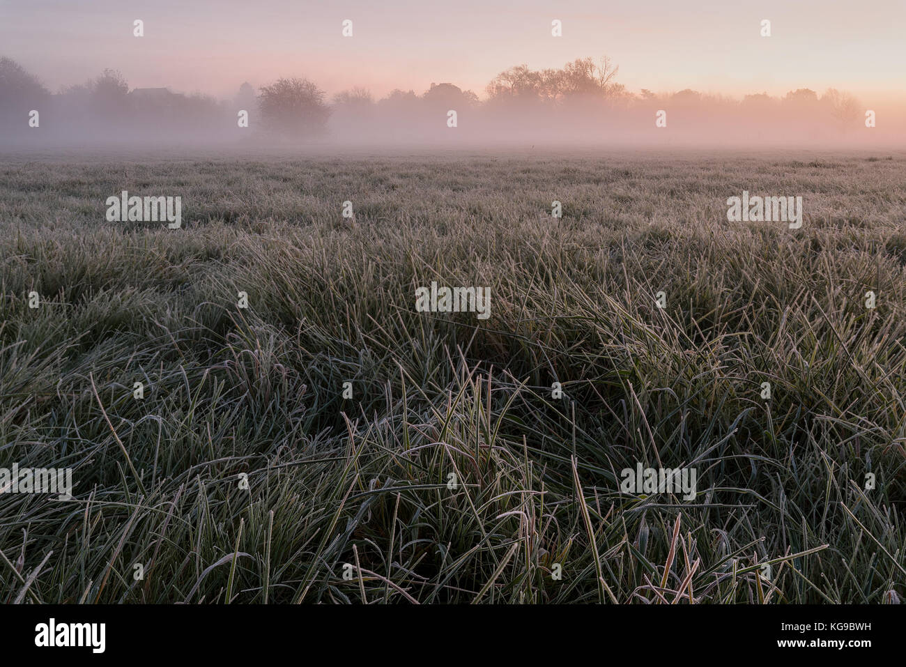 Portrait d'un pré herbeux couverts de givre sur un froid matin d'hiver brumeux au lever du soleil. Banque D'Images
